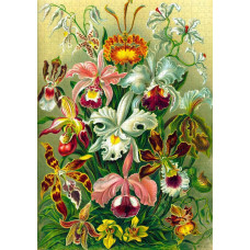 Пазл GoodLoot Imagination: Orchid Ernst Haeckel 1000 ел.